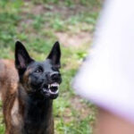 A serious dog bite injury case handled by a dog bite lawyer near you. Seeking legal assistance after a dog attack.