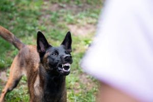 A serious dog bite injury case handled by a dog bite lawyer near you. Seeking legal assistance after a dog attack.