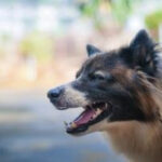 Why You Should Hire Attorney Brian White Personal Injury Lawyers For Help After a Dog Attack in Houston
