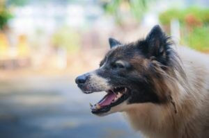 Why You Should Hire Attorney Brian White Personal Injury Lawyers For Help After a Dog Attack in Houston