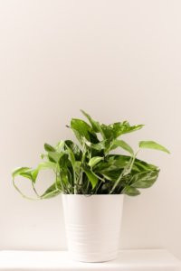 Office Plant